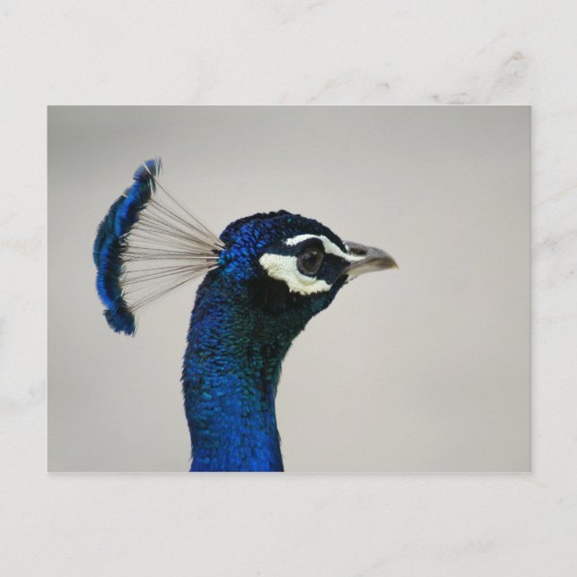 DSC00292 POSTCARD (Front)