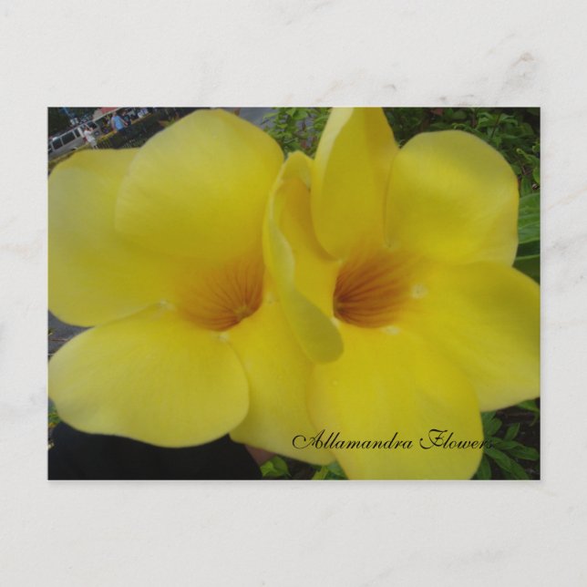 DSC03203, Allamandra Flowers - Cus... - Customized Postcard (Front)