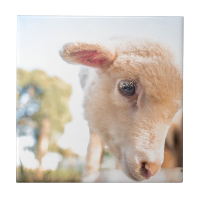 _DSC2491 TILE (Front)