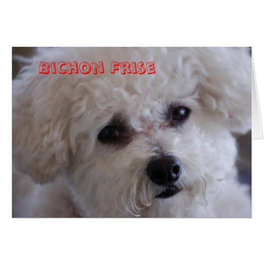 DSC_0060, Bichon Frise Cards (Front Horizontal)
