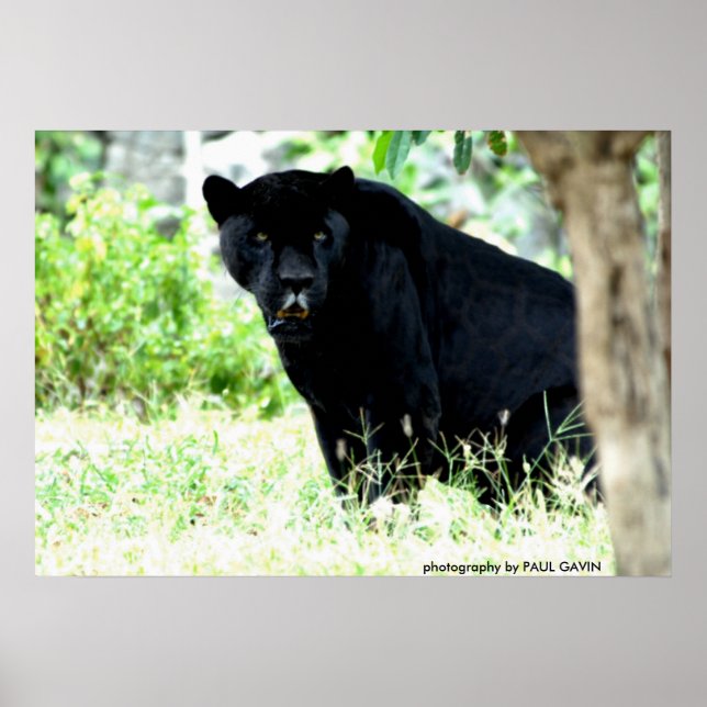 DSC_0235, photography by PAUL GAVIN Poster (Front)