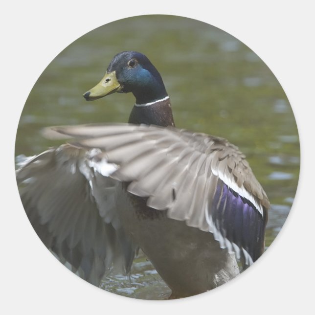 DSC_0501 CLASSIC ROUND STICKER (Front)