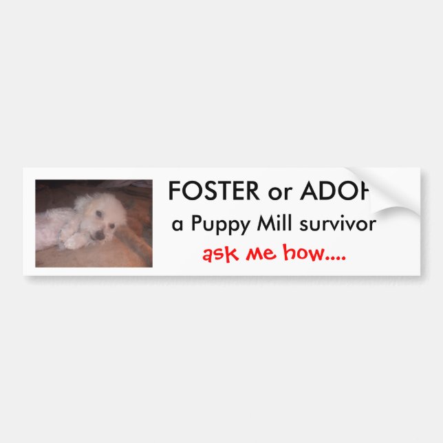 DSCF0636, FOSTER or ADOPT                      ... Bumper Sticker (Front)