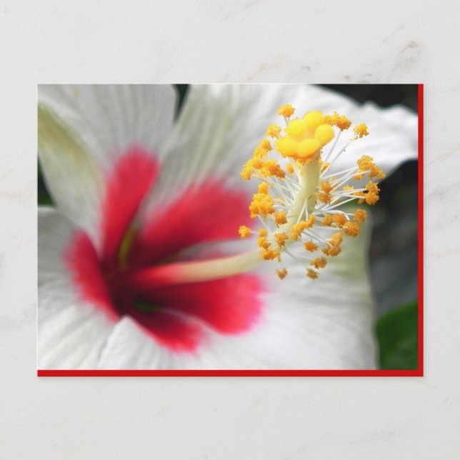 DSCN0387 POSTCARD (Front)