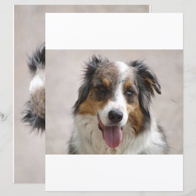 dual sided australian shepherd merle scrapbook (Front/Back)