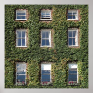 Dublin Town House Windows And Climbing Ivy Poster at Zazzle