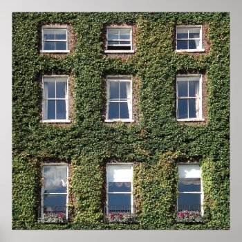 Dublin Town House Windows And Climbing Ivy Poster by DigitalDreambuilder at Zazzle