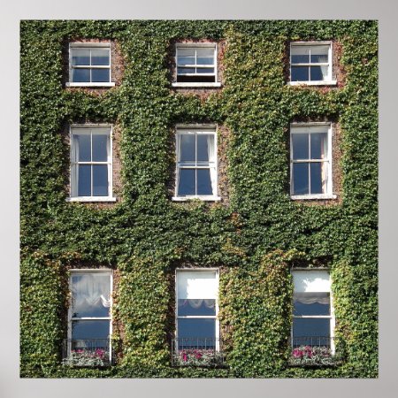 Dublin Town House Windows And Climbing Ivy Poster