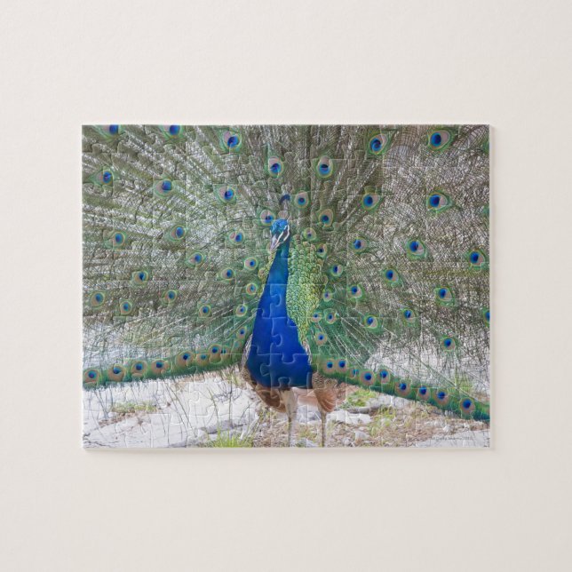 Dubrovnik,Croatia,Lokrum Island,colorful Jigsaw Puzzle (Horizontal)