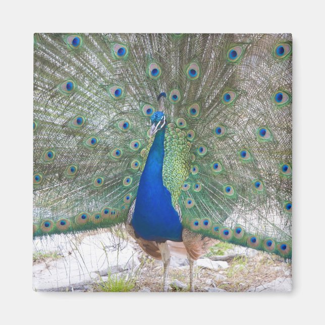 Dubrovnik,Croatia,Lokrum Island,colorful Magnet (Front)