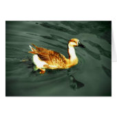 Duck (Front Horizontal)