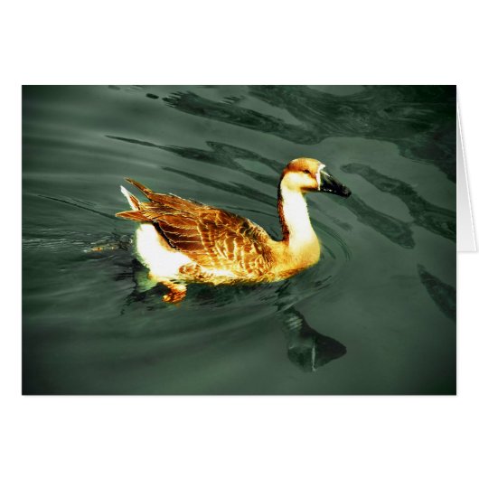 Duck (Front Horizontal)