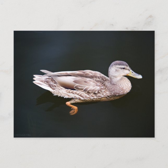 Duck 907b postcard (Front)