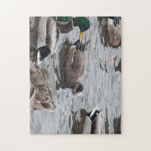 Duck, American Wigeon, Bird, Kennewick, WA