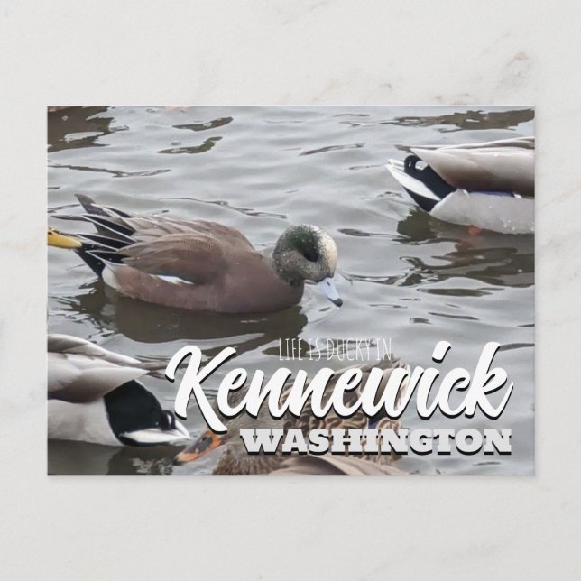 Duck, American Wigeon, Bird, Kennewick, WA Postcard (Front)