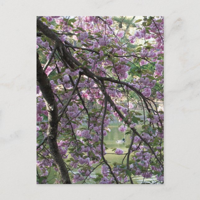 Duck Amongst Cherry Blossoms Postcard (Front)