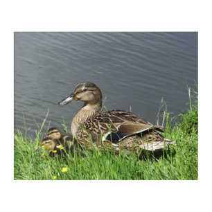 DUCK AND DUCKLINGS ACRYLIC PRINT