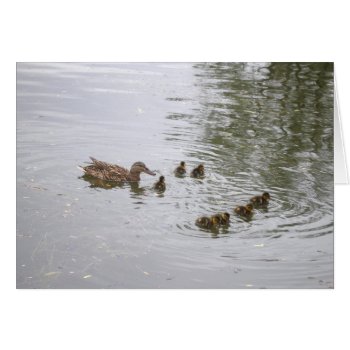 Duck And Ducklings Card by asoldatenko at Zazzle