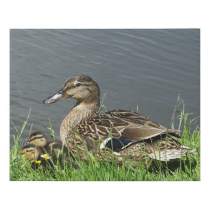 DUCK AND DUCKLINGS   FAUX CANVAS PRINT