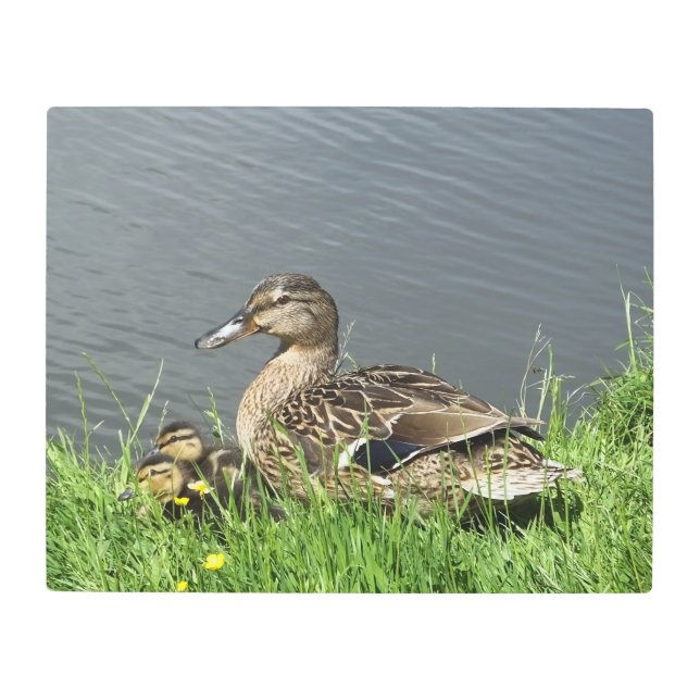 DUCK AND DUCKLINGS   METAL PRINT (Front)