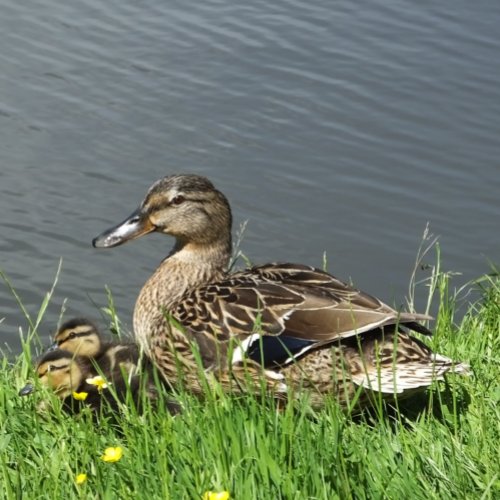 DUCK AND DUCKLINGS   METAL PRINT