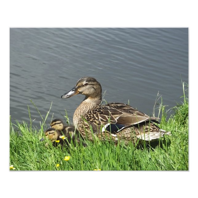 DUCK AND DUCKLINGS PHOTO PRINT (Front)