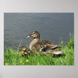 DUCK AND DUCKLINGS POSTER