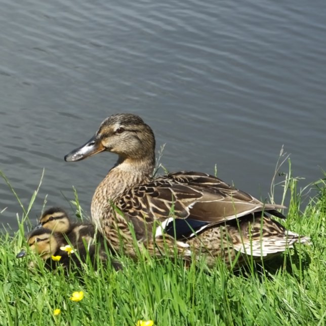 DUCK AND DUCKLINGS   TISSUE PAPER (A female Mallard duck and her adorable ducklings.)