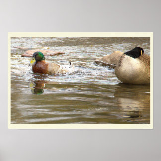 Duck and Goose in Creek Poster