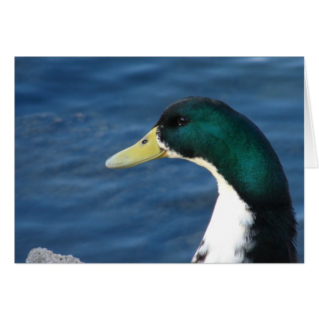 Duck at the Park Cards (Front Horizontal)