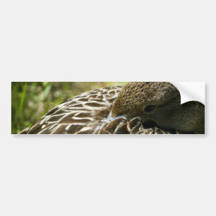 Duck Bumper Sticker