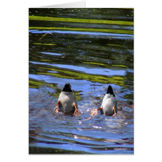 Duck Butts Cards