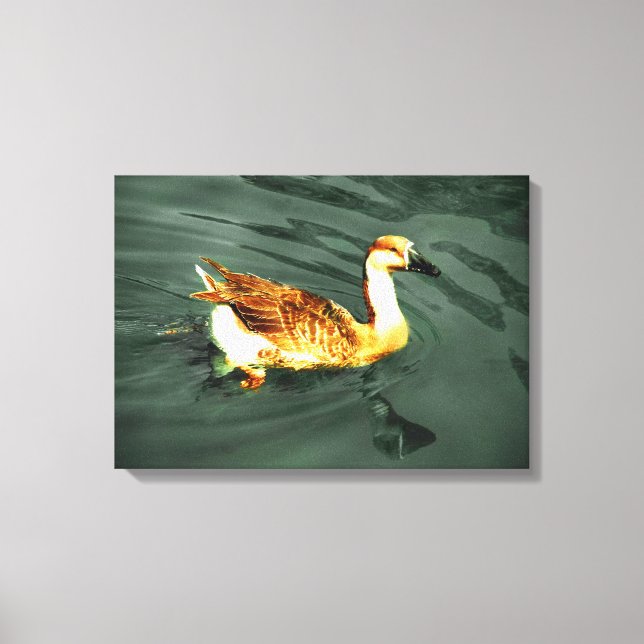 Duck Canvas Print (Front)