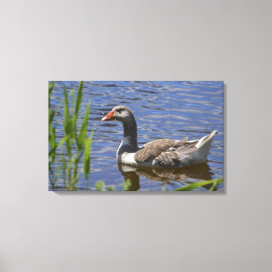Duck Canvas Print