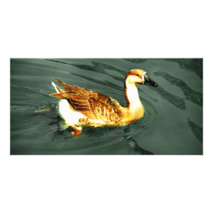 Duck Card