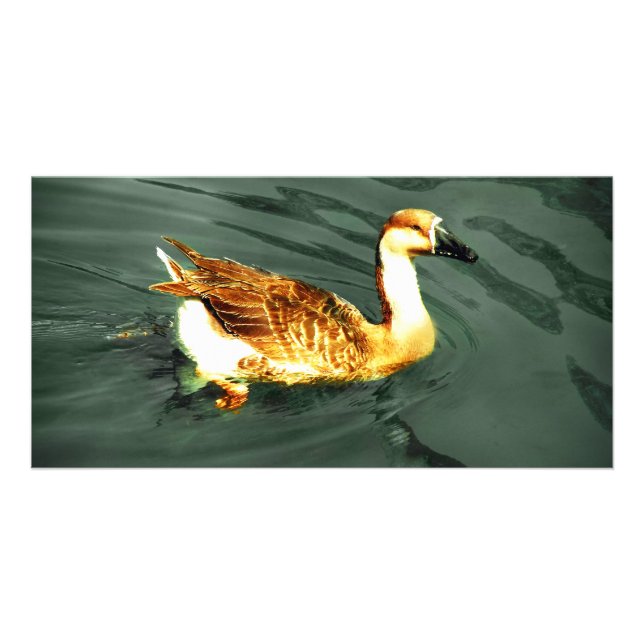 Duck Card (Front)