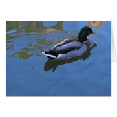 Duck Card (Front Horizontal)