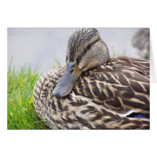 duck cards