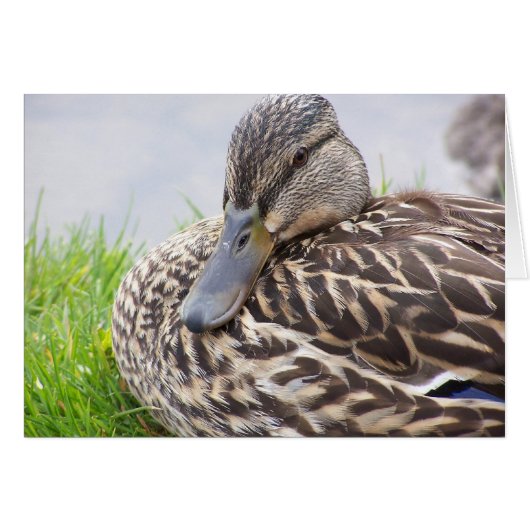 duck cards (Front Horizontal)