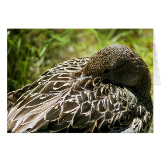 Duck Cards (Front Horizontal)
