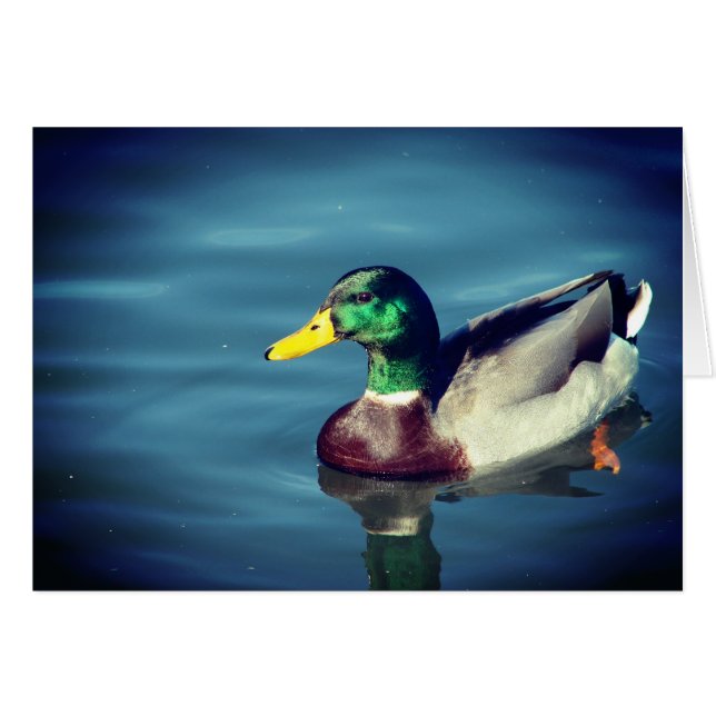 Duck Cards (Front Horizontal)