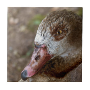 Duck Ceramic Tile