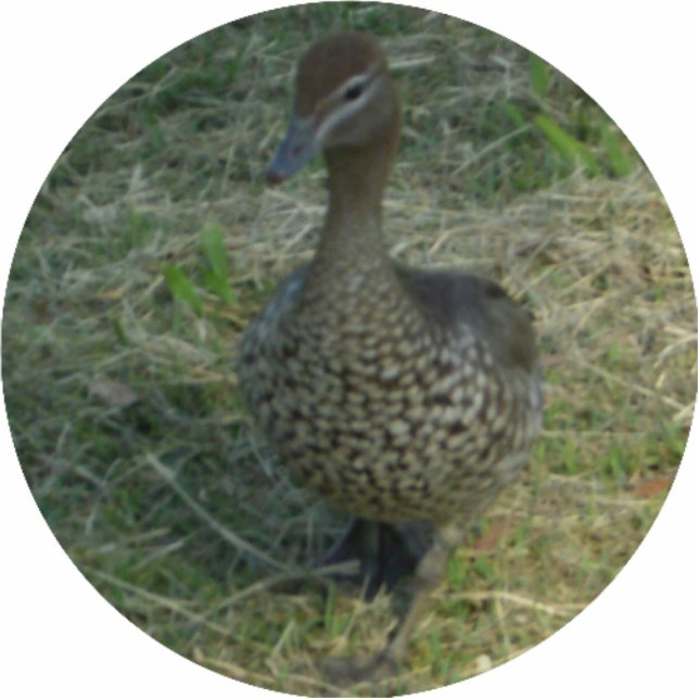 Duck Christmas Ornament (Front)