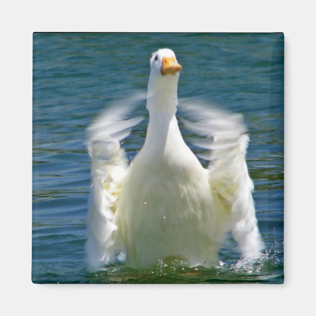duck clapping magnet (Front)