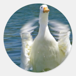 duck clapping sticker