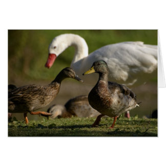 Duck Convention Cards