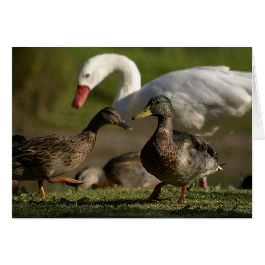 Duck Convention Cards (Front Horizontal)