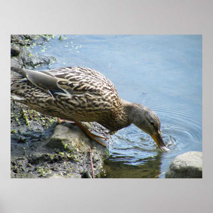 Duck Drinking Water Poster