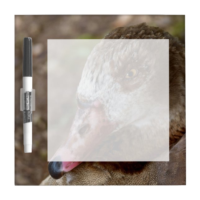 Duck Dry-Erase Board (Front)
