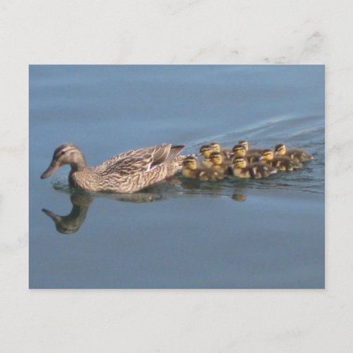 Duck Ducklings Baby Ducks Make way for Duckligs Postcard